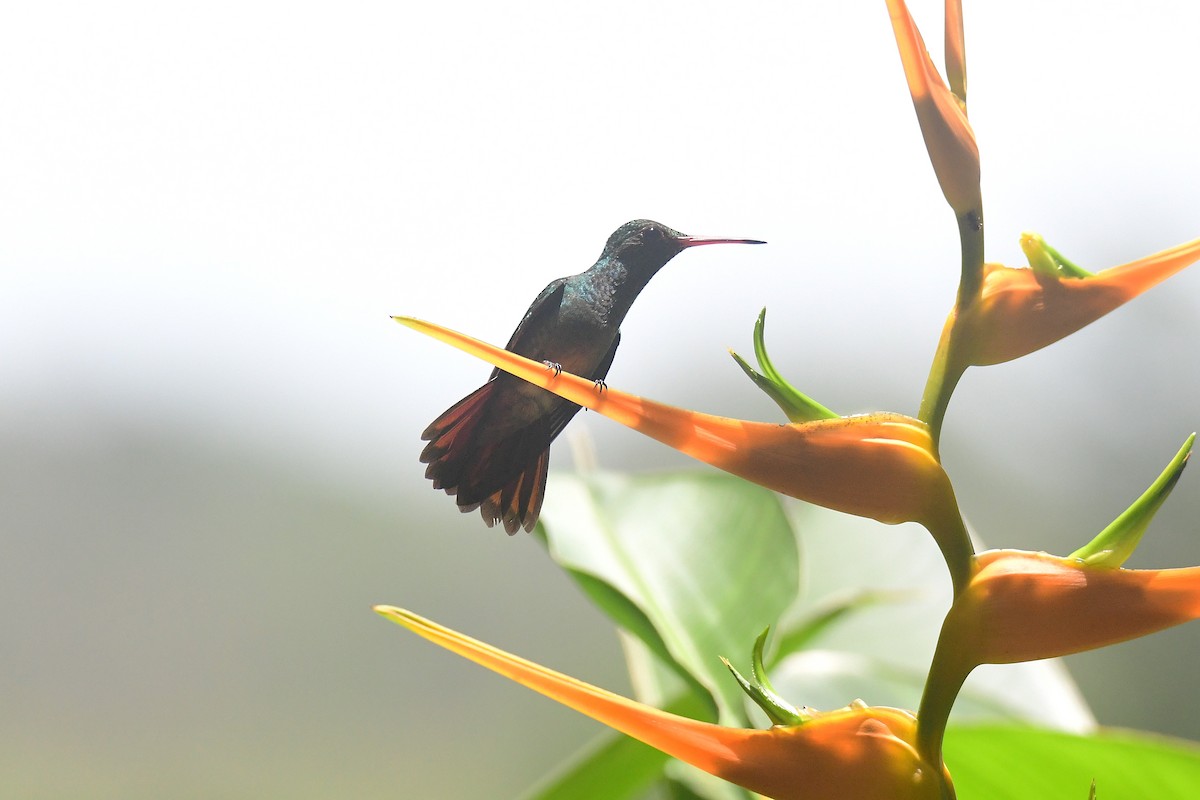 Rufous-tailed Hummingbird - ML642281768