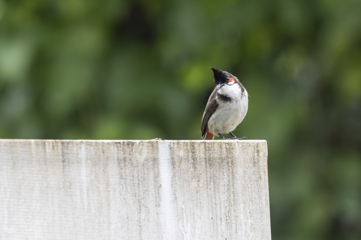 Red-whiskered Bulbul - ML642281773