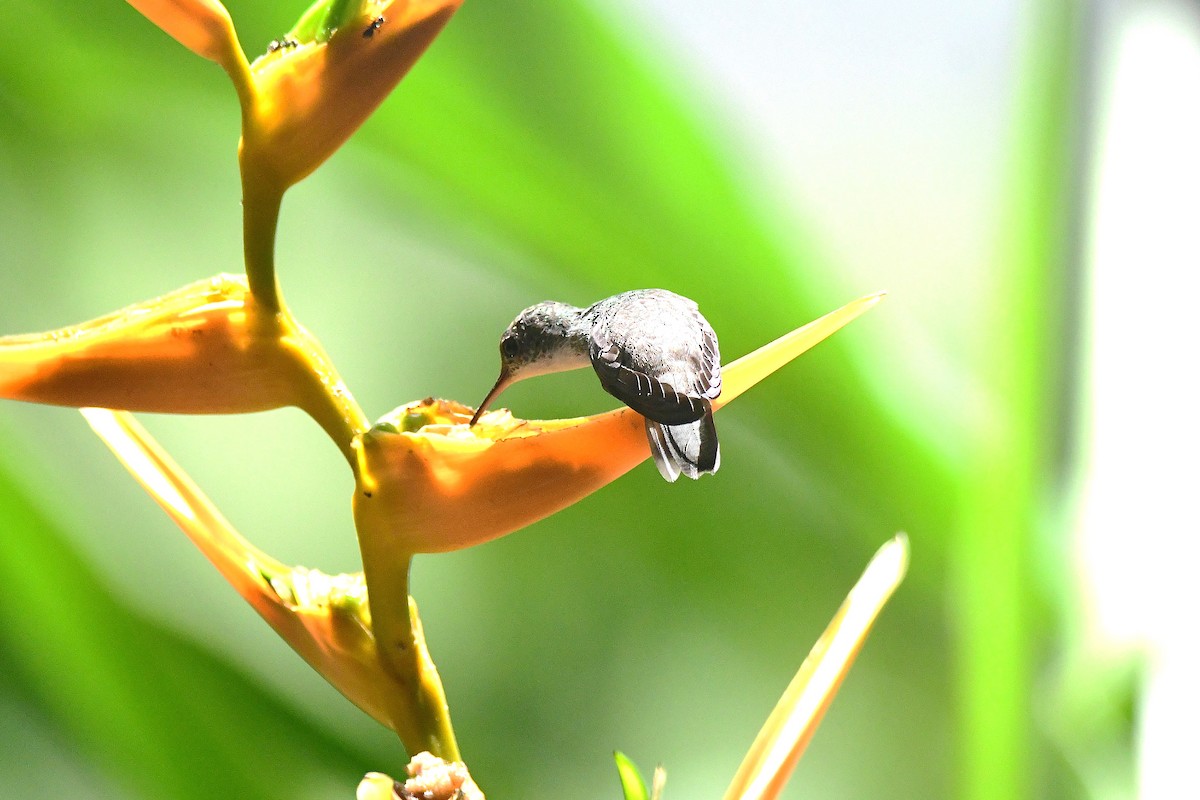 White-bellied Emerald - ML642281787