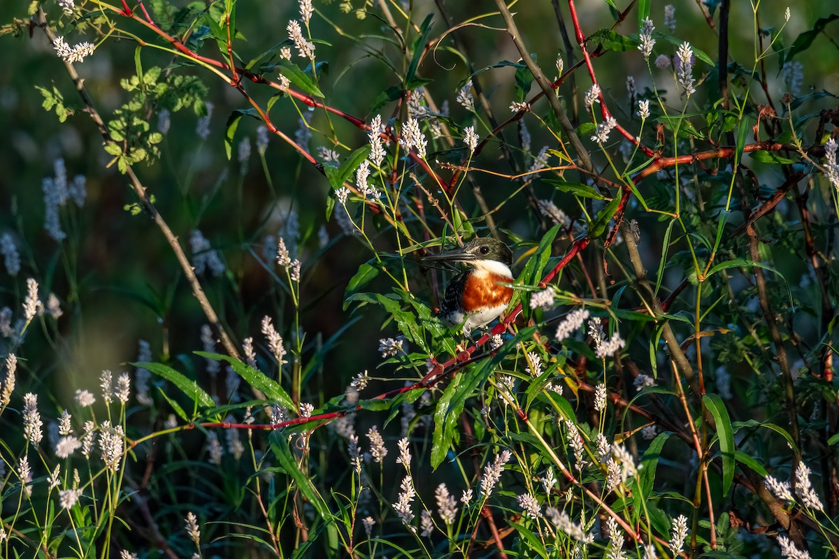 Green Kingfisher - ML642281801