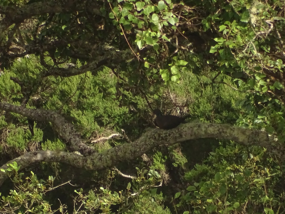 Laurel Pigeon - ML642281814