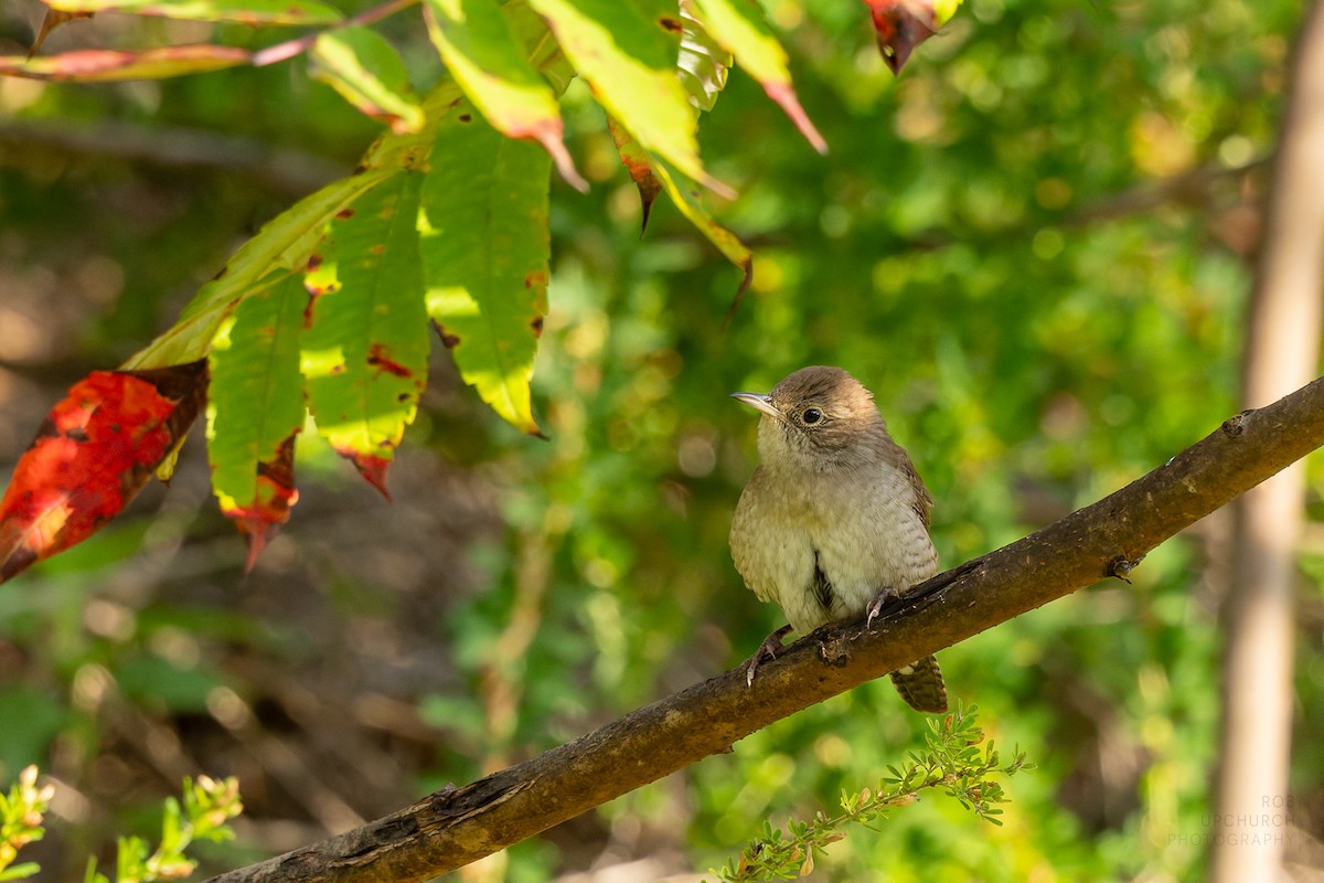 Northern House Wren - ML642281816