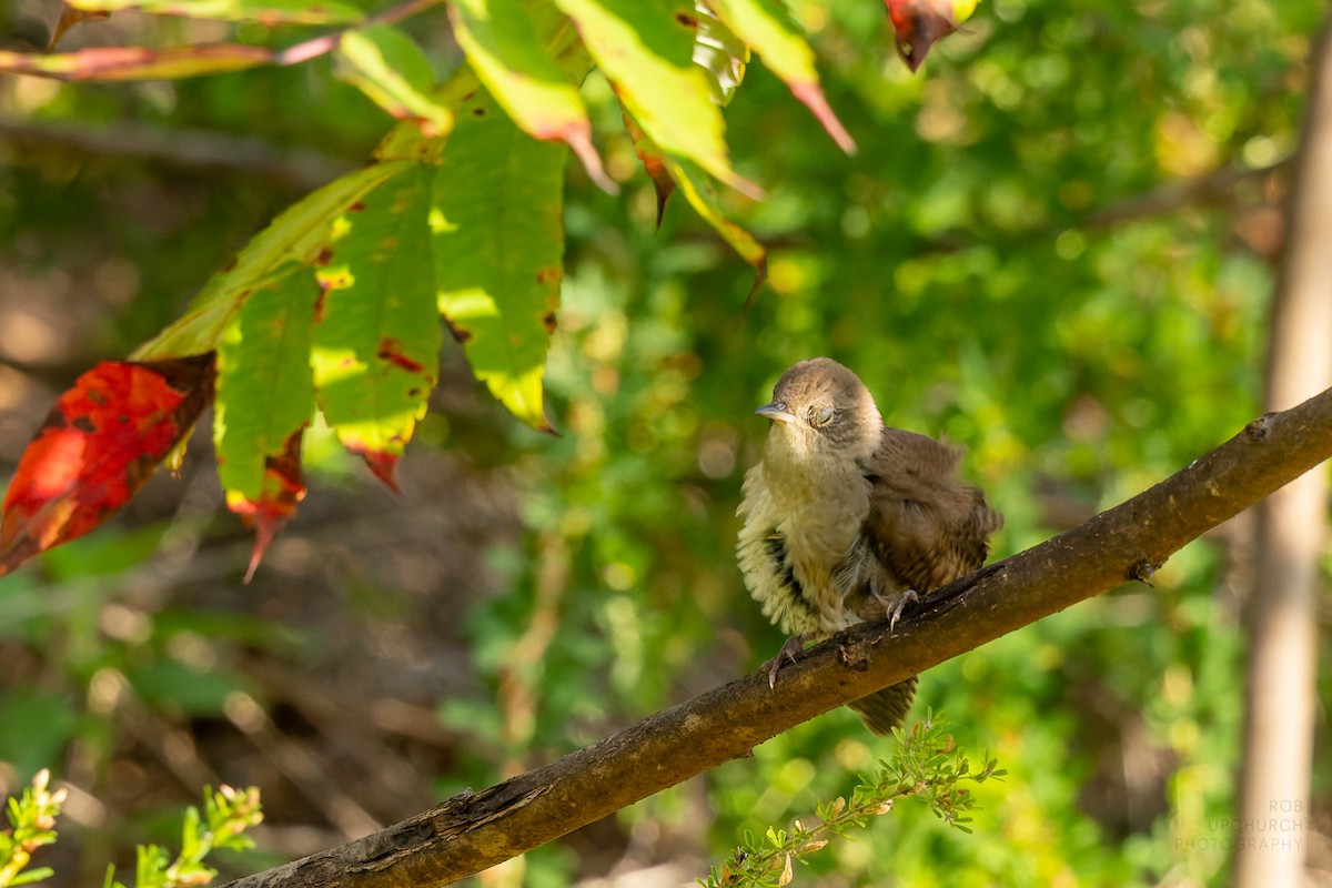 Northern House Wren - ML642281817