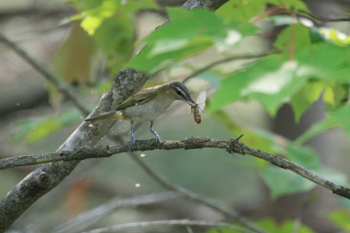 Red-eyed Vireo - ML642281850
