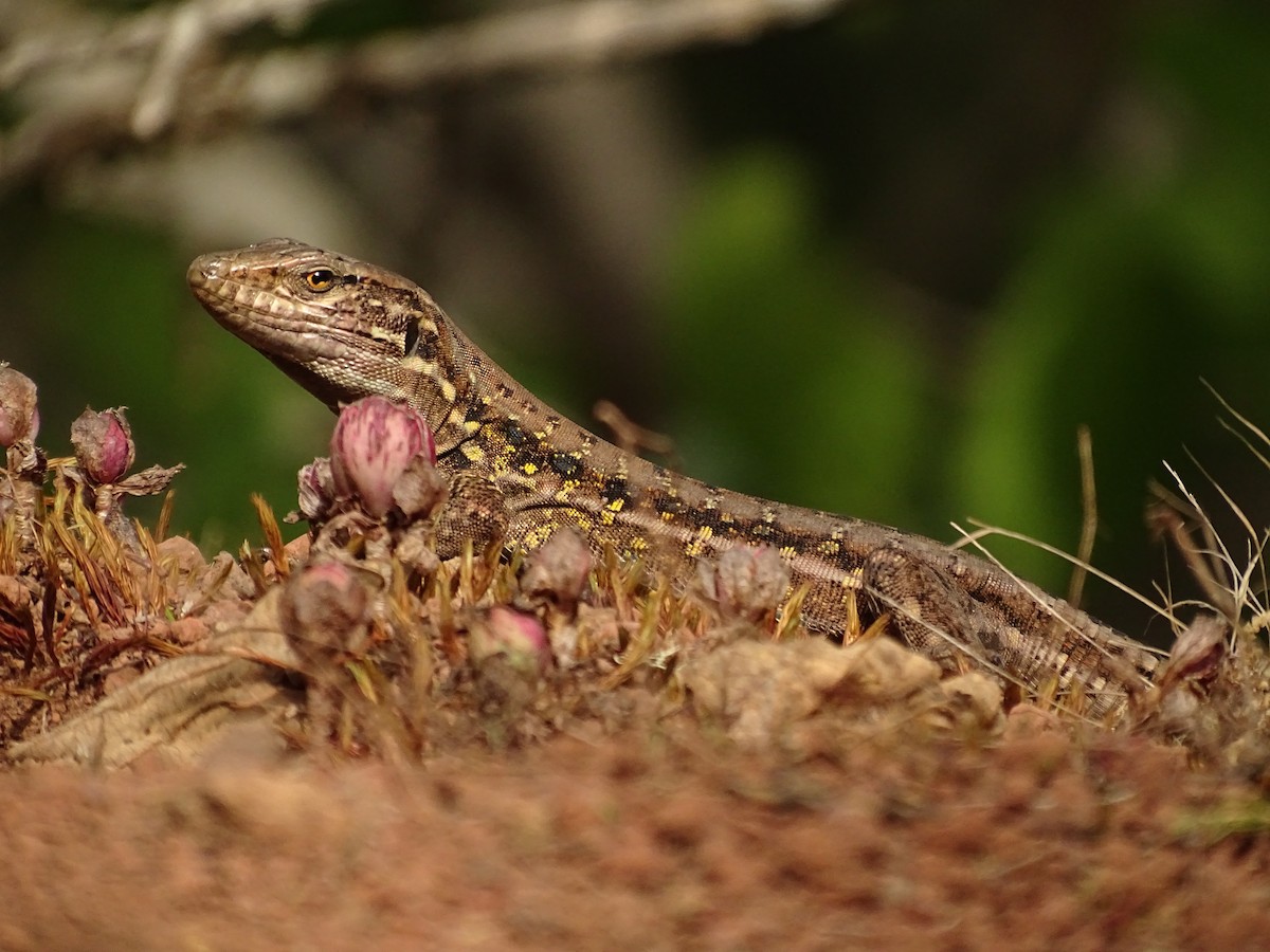 動物界 - ML642281853