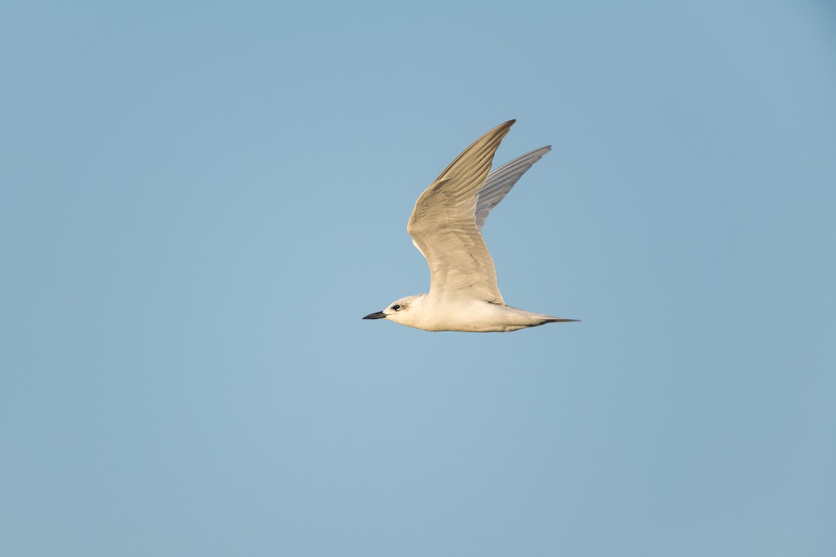 Gull-billed Tern - ML642281858