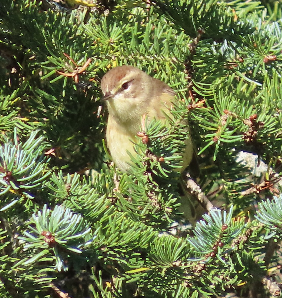 Palm Warbler - ML642281901