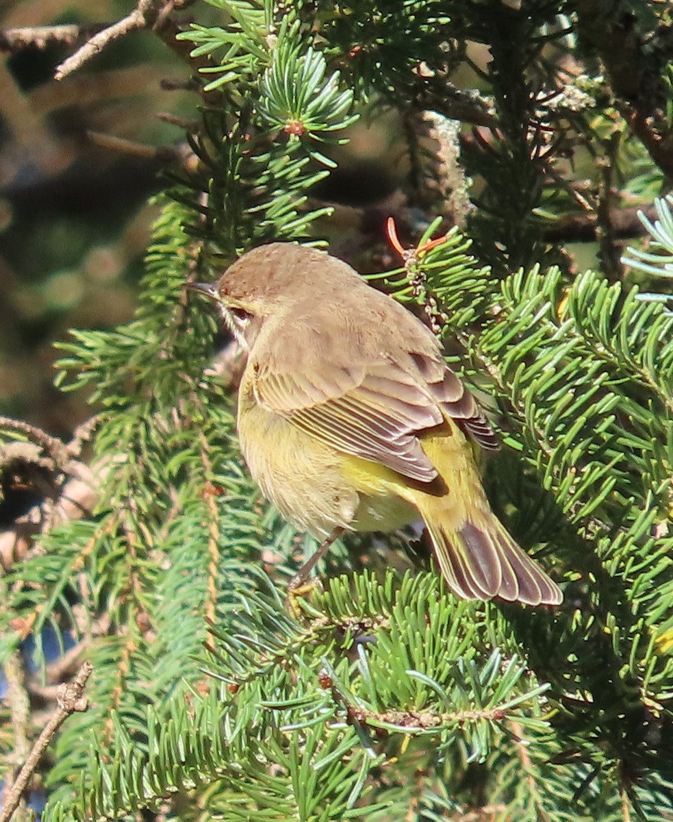 Palm Warbler - ML642281918