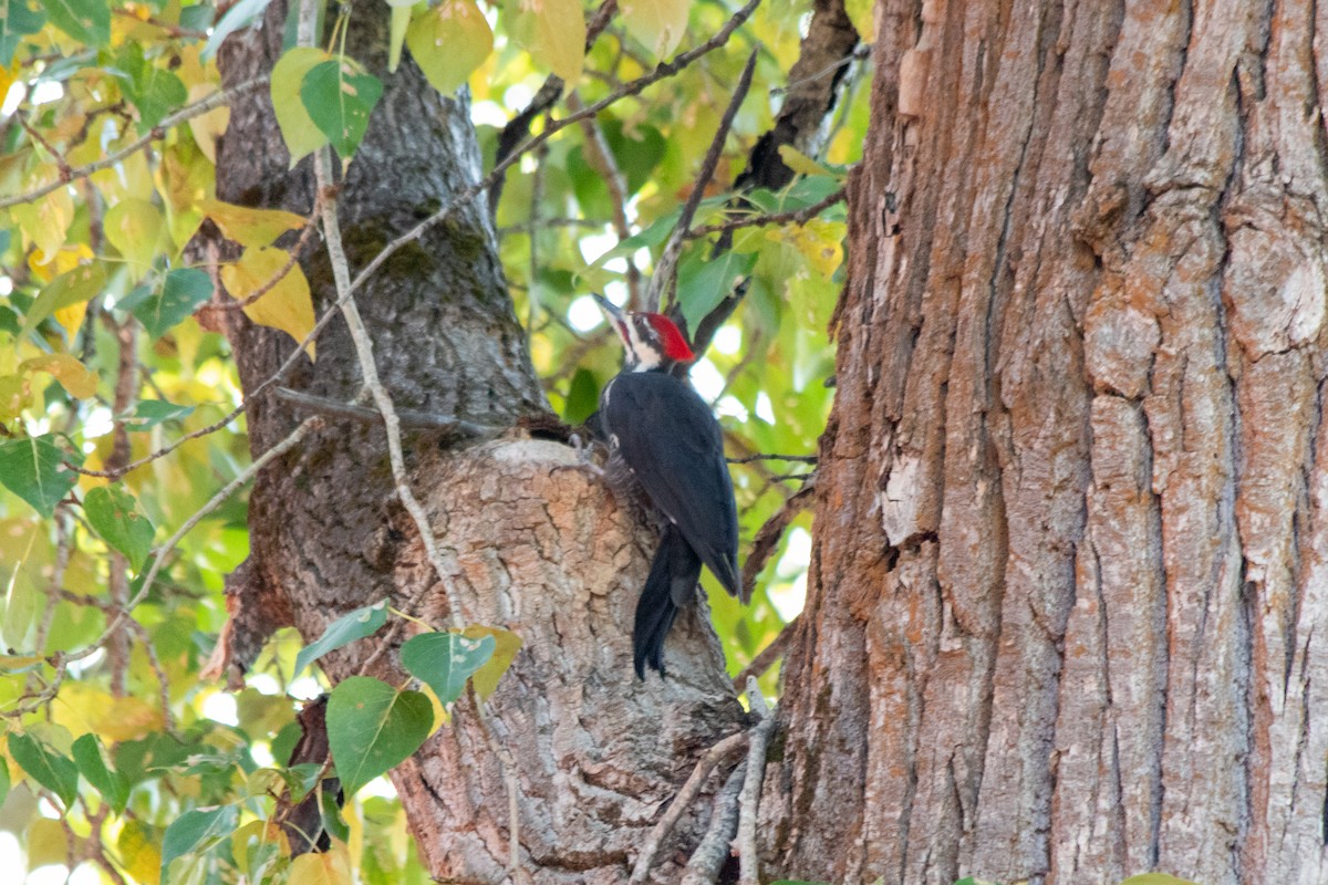 Pileated Woodpecker - ML642281922