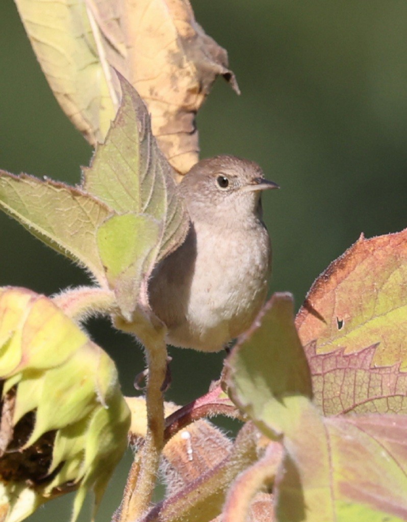 Northern House Wren - ML642281924