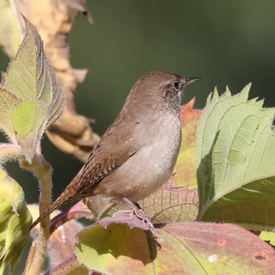 Northern House Wren - ML642281925
