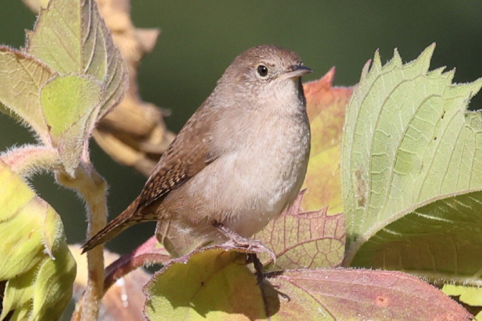Northern House Wren - ML642281926