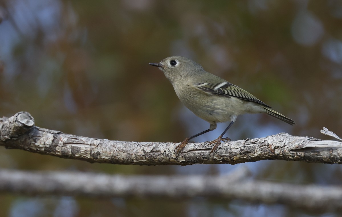Ruby-crowned Kinglet - ML642281928