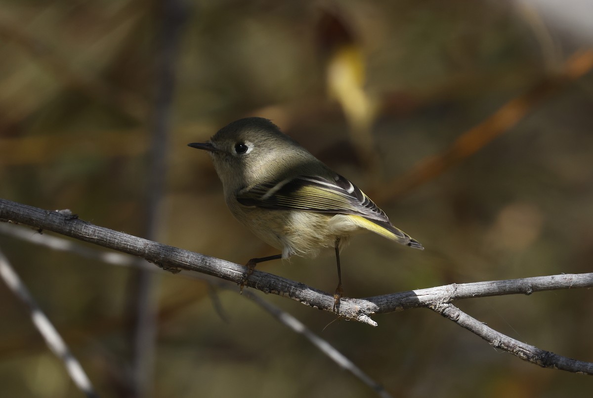 Ruby-crowned Kinglet - ML642281929