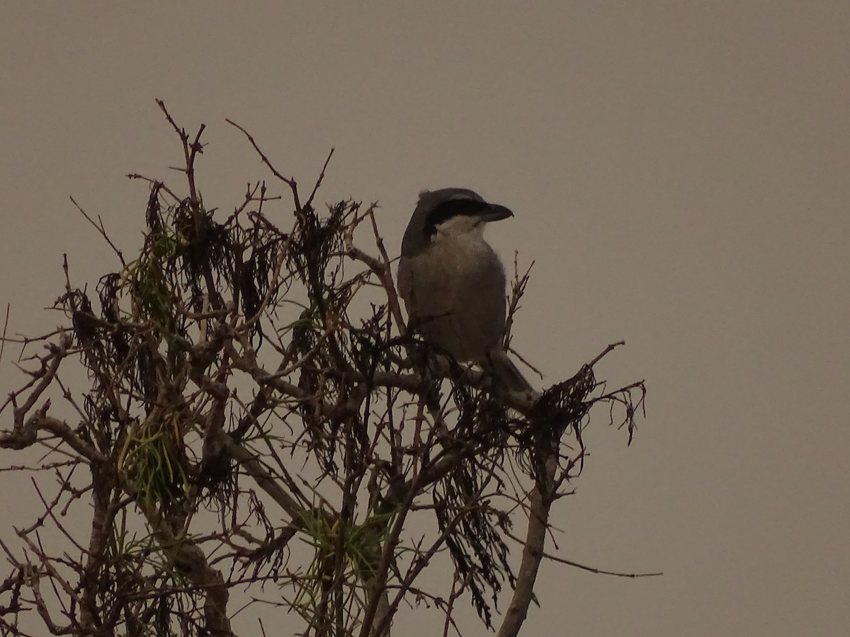 西方灰伯勞 - ML642281952