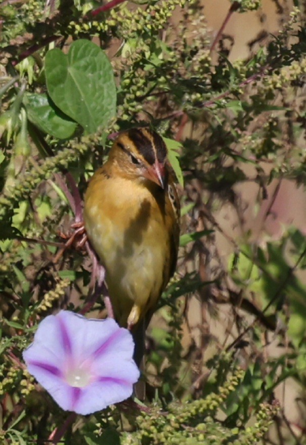 Bobolink - ML642281970