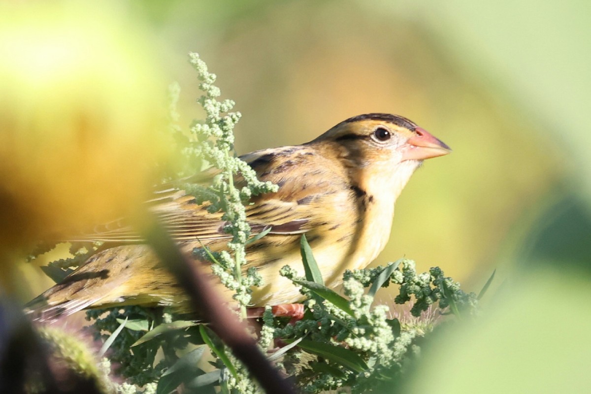 Bobolink - ML642281971
