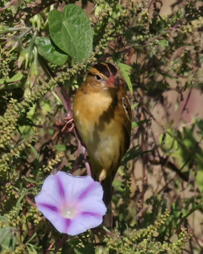 Bobolink - ML642281972