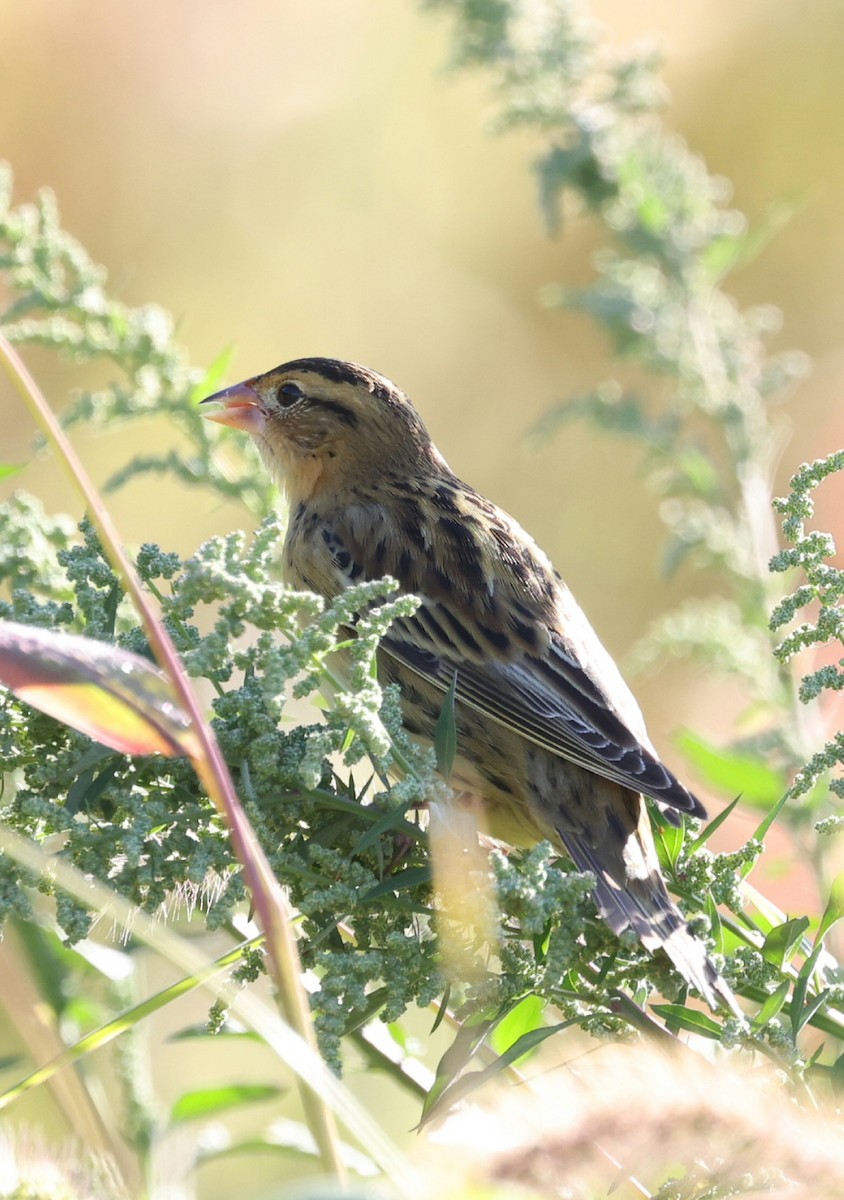 Bobolink - ML642281973
