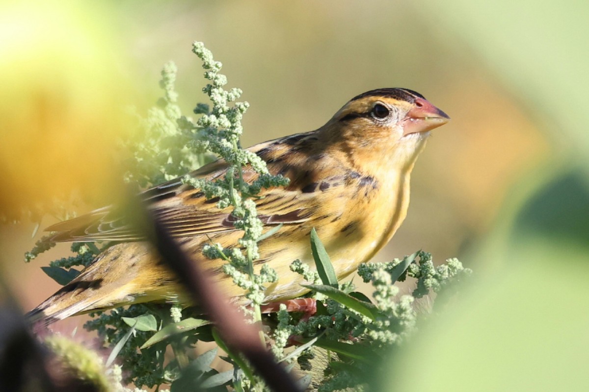 Bobolink - ML642281974