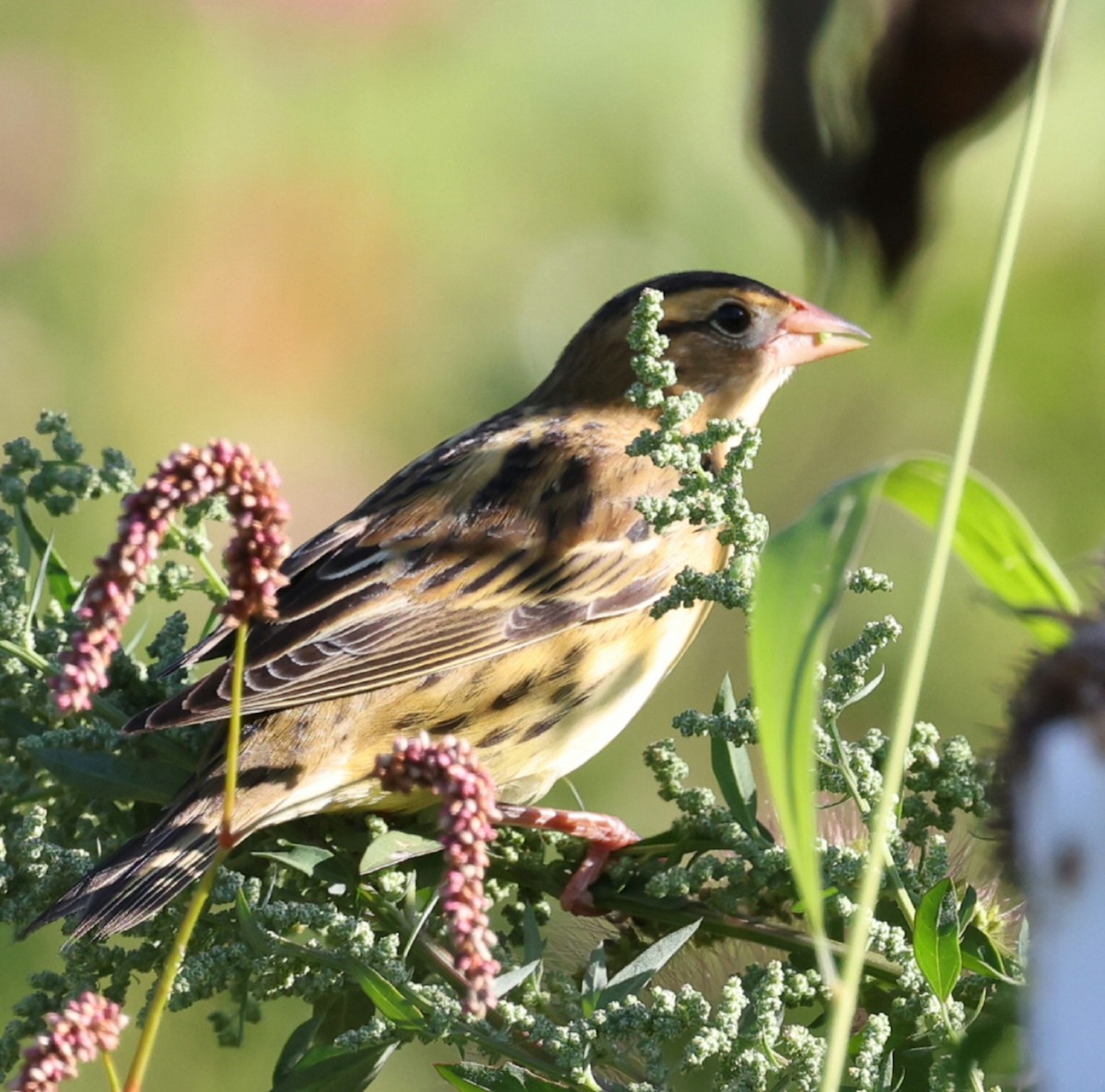 Bobolink - ML642281975