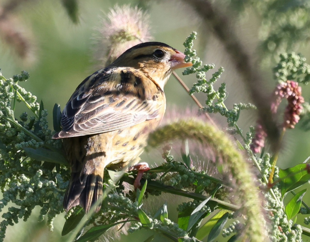 Bobolink - ML642281976