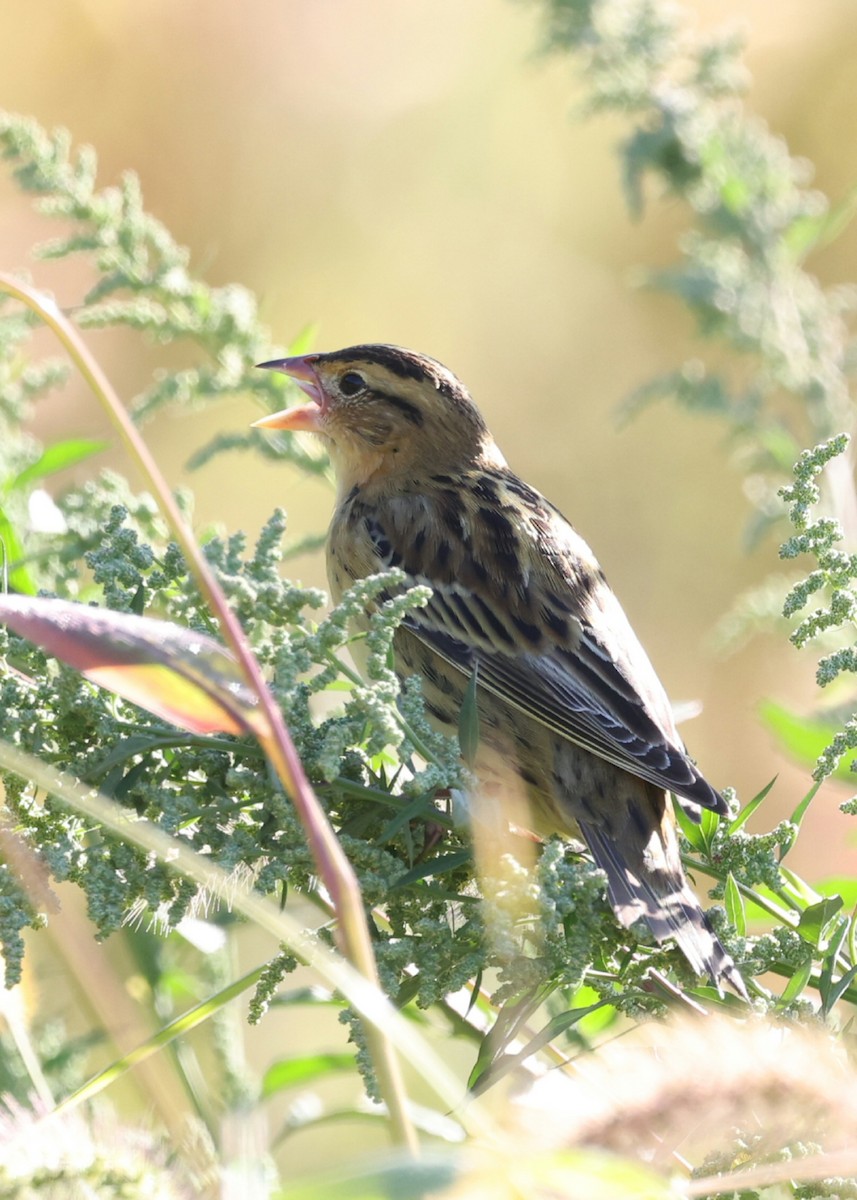 Bobolink - ML642281978
