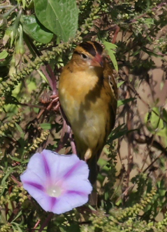Bobolink - ML642281979