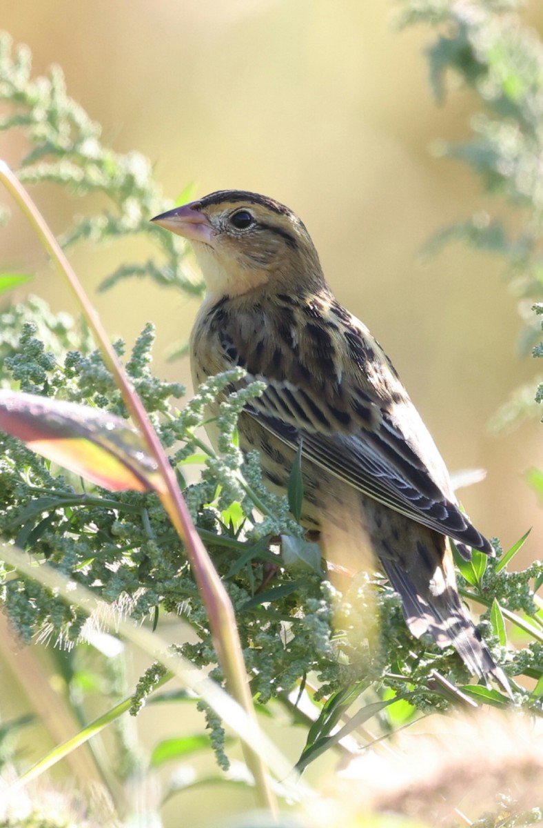 Bobolink - ML642281980