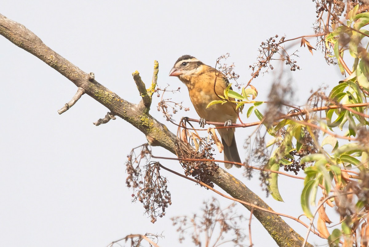 Black-headed Grosbeak - ML642282009
