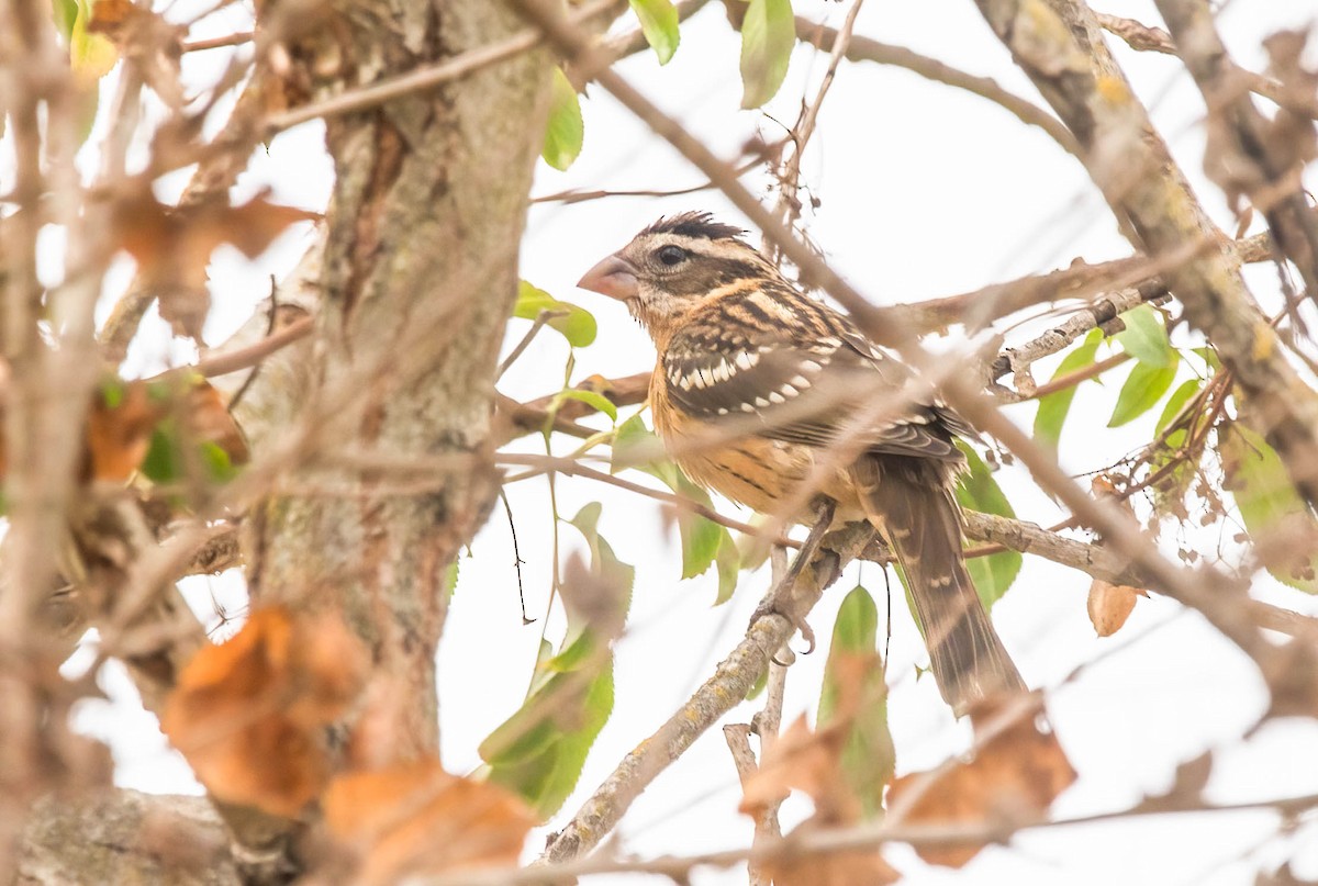 Black-headed Grosbeak - ML642282010