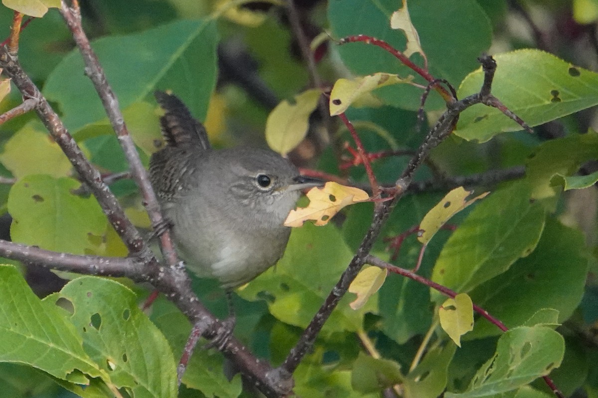 Northern House Wren - ML642282019