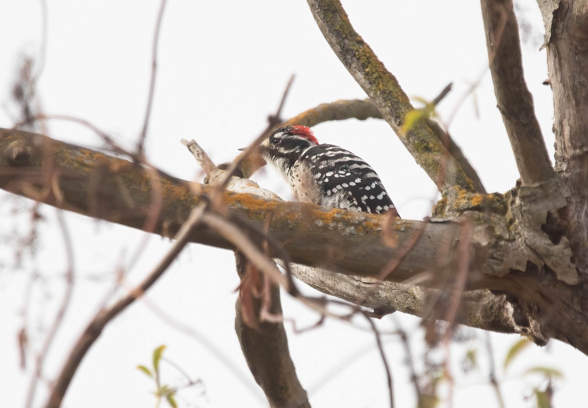 Nuttall's Woodpecker - ML642282065