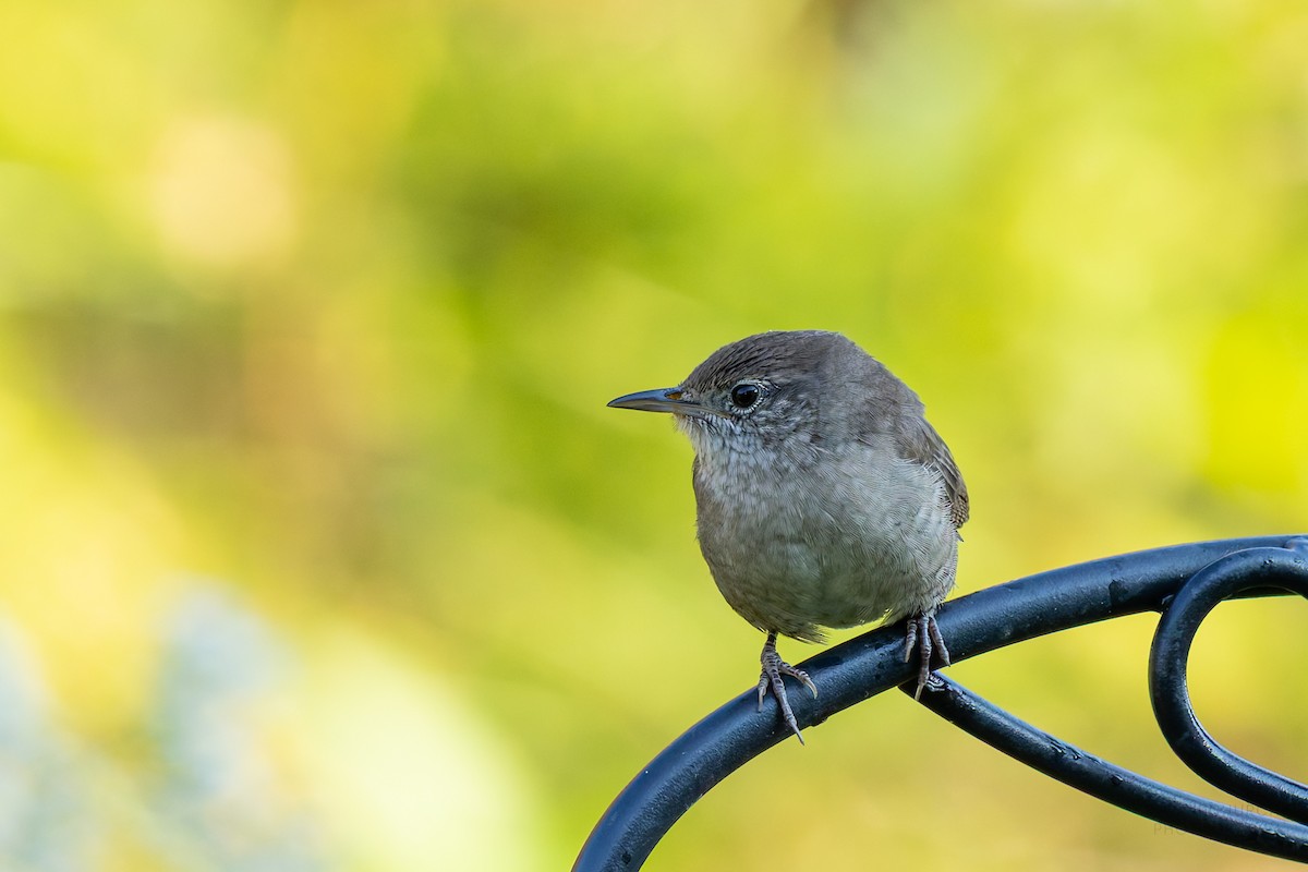Northern House Wren - ML642282068
