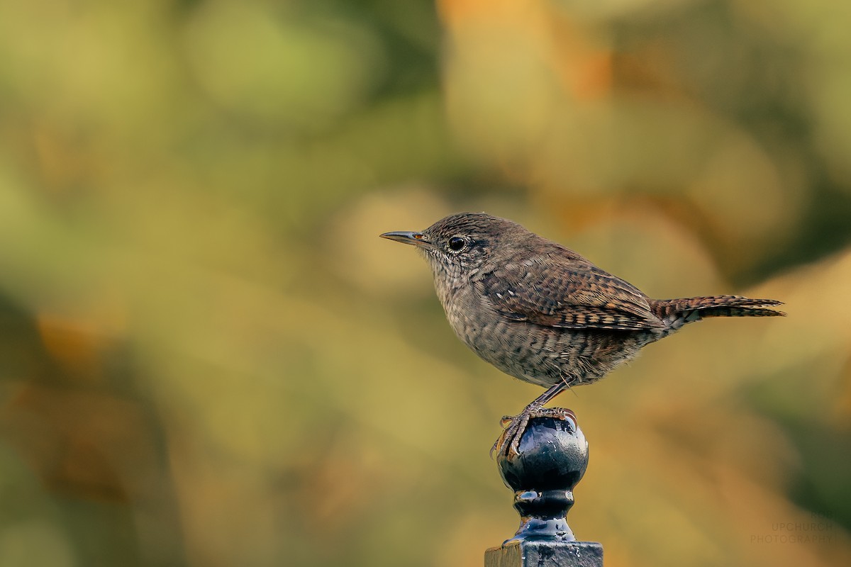 Northern House Wren - ML642282069