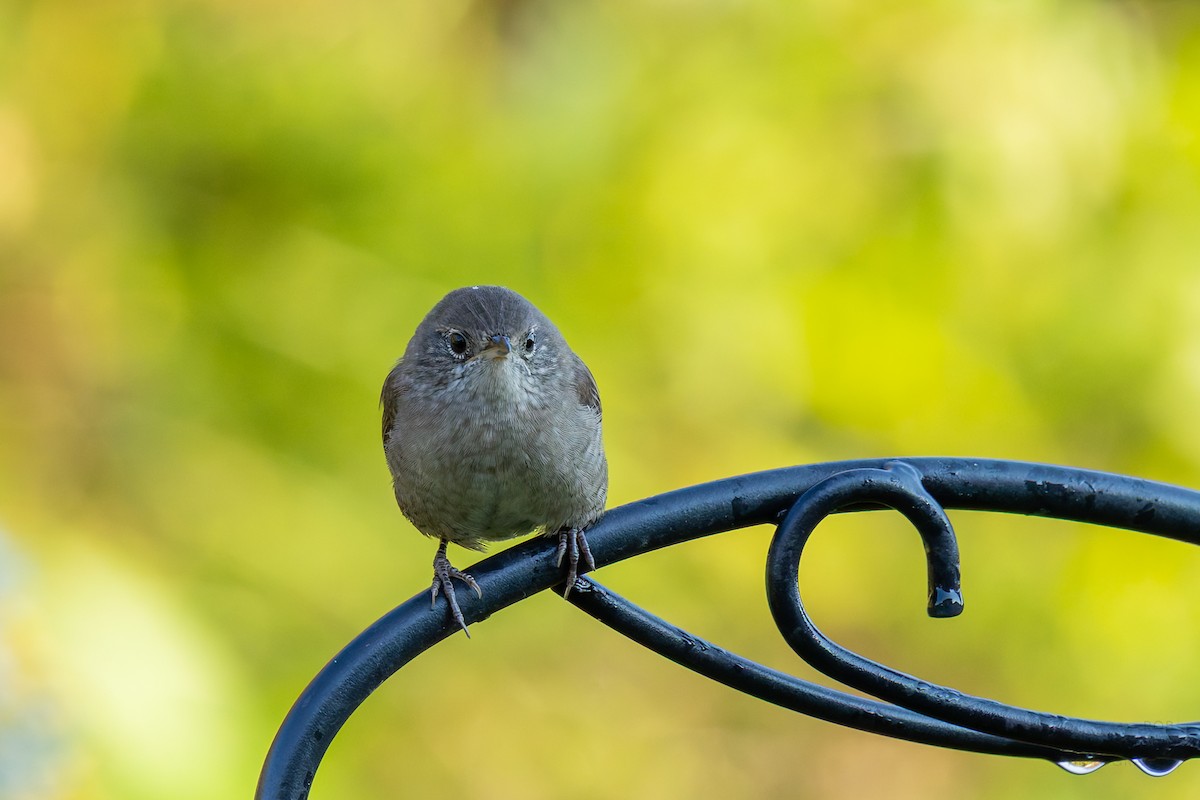 Northern House Wren - ML642282070