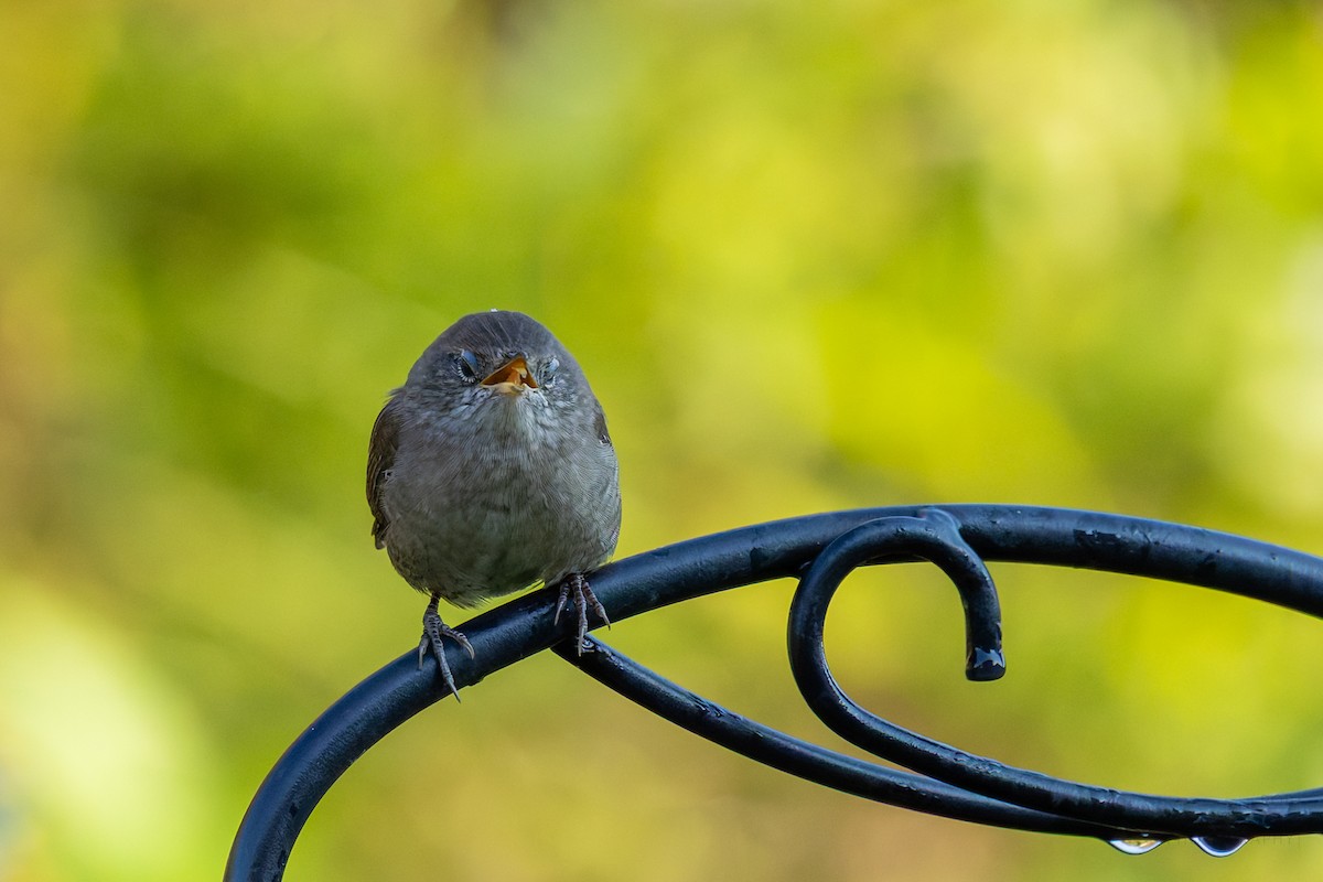 Northern House Wren - ML642282071