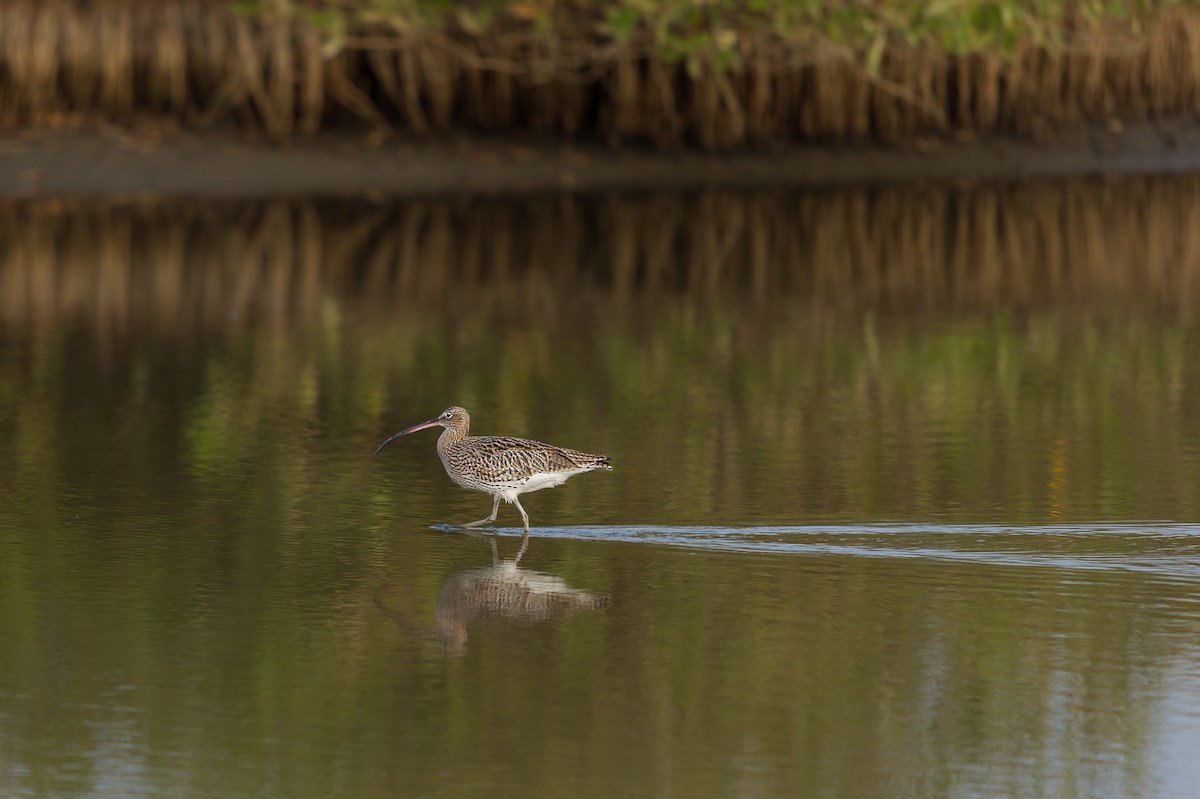 Eurasian Curlew - ML642282076