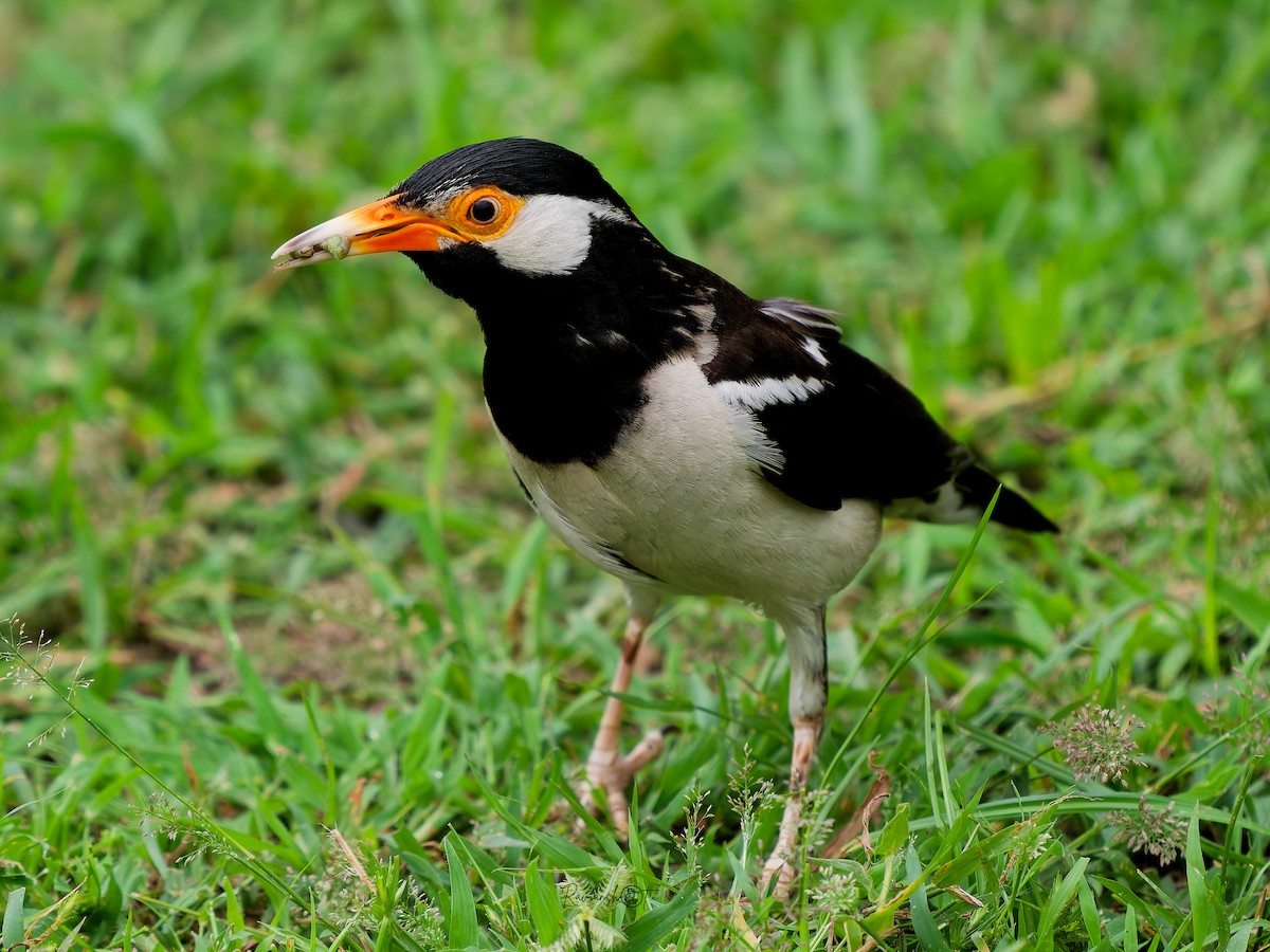 Indian Pied Starling - ML642282114