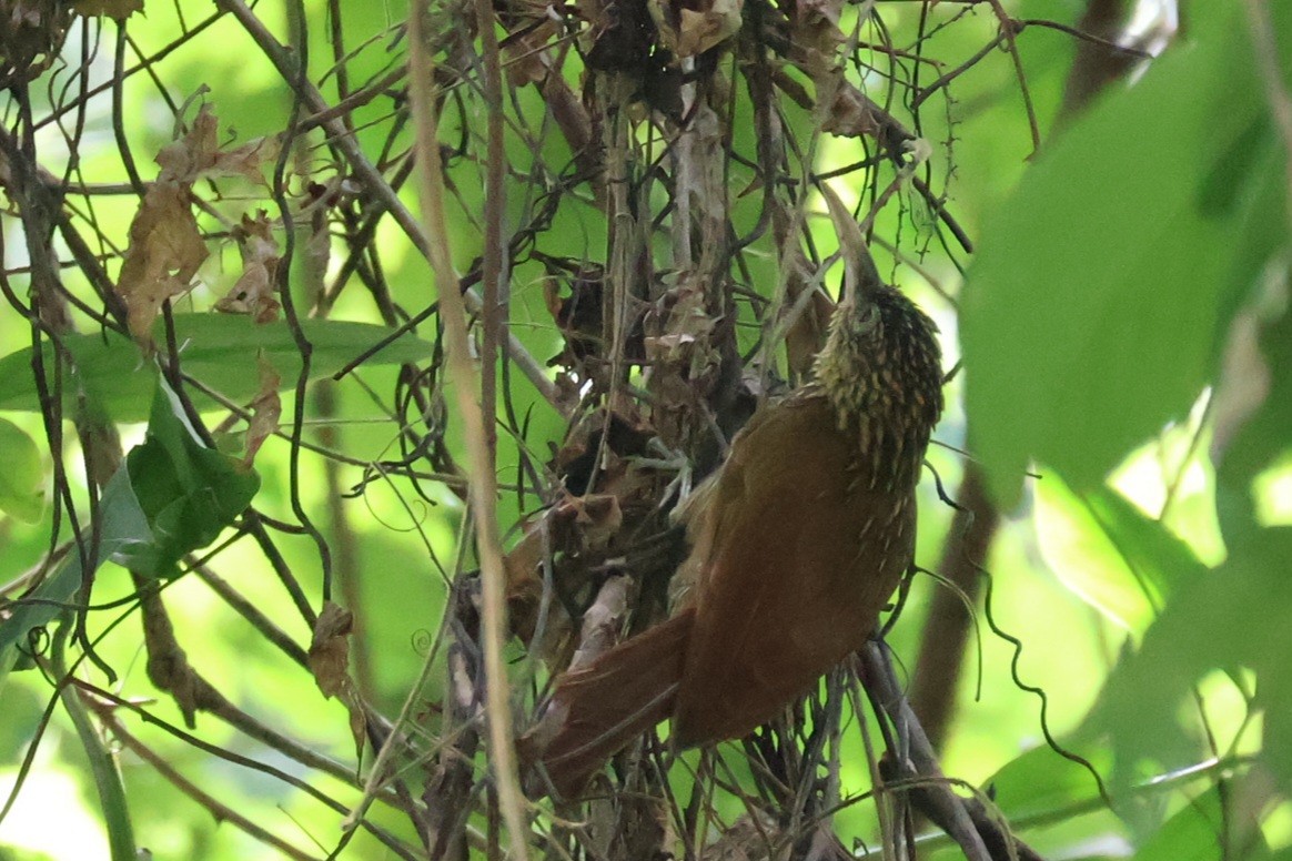 Ivory-billed Woodcreeper - ML642282122
