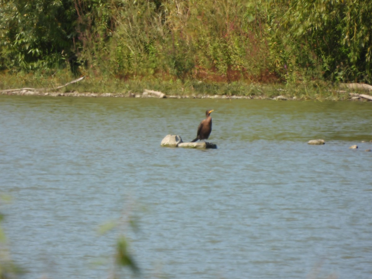 Double-crested Cormorant - ML642282155