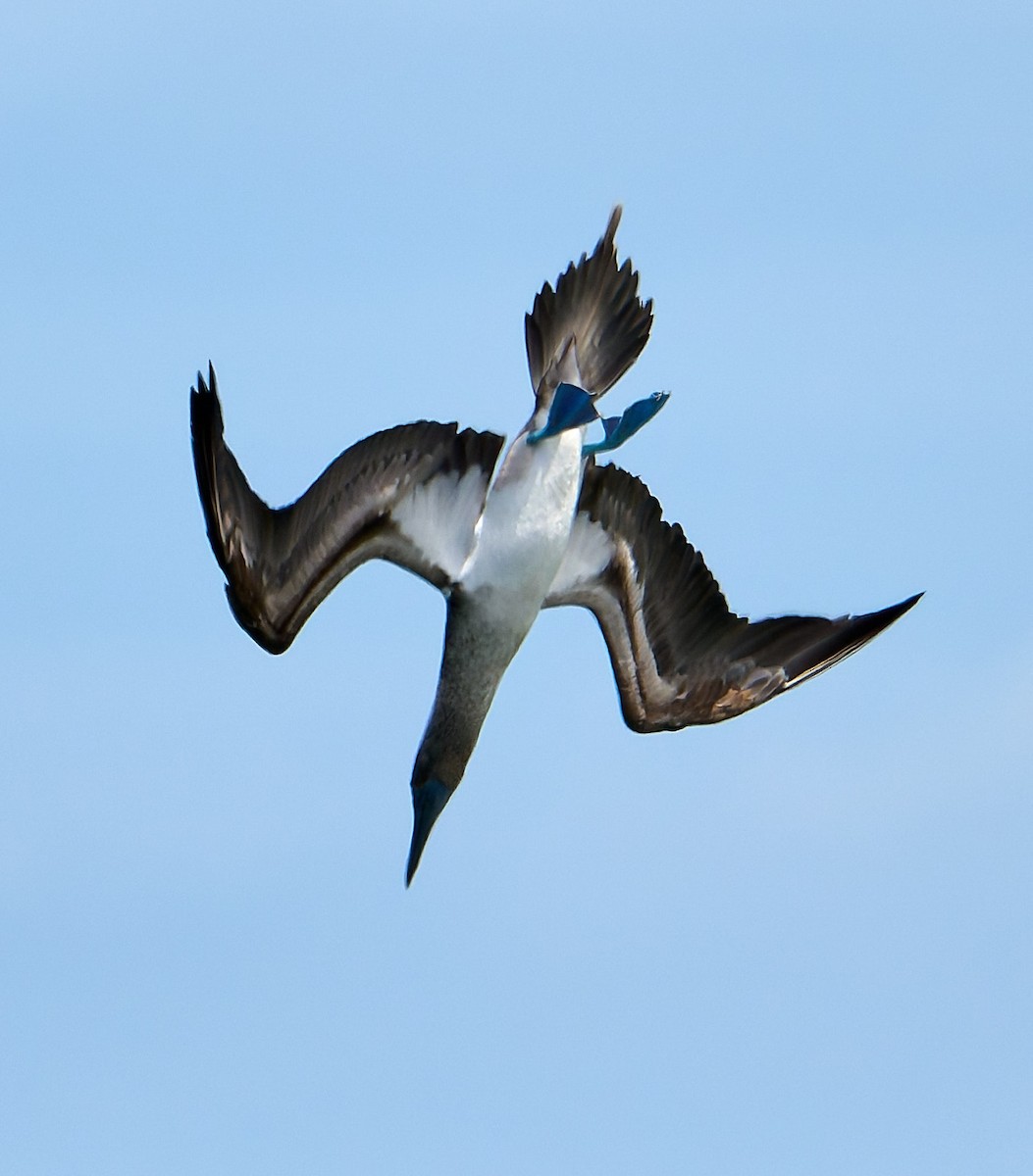 Fou à pieds bleus - ML642282162
