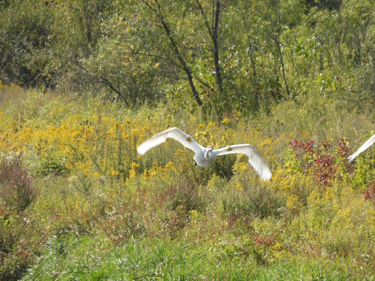 Trompeterschwan - ML642282165