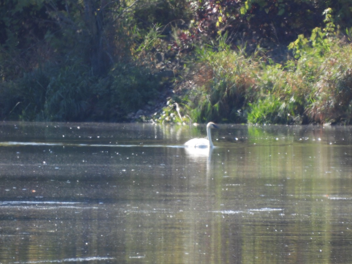 Trompeterschwan - ML642282173