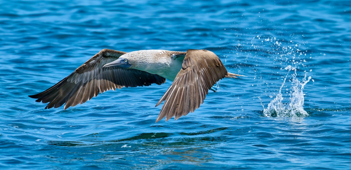 Fou à pieds bleus - ML642282174