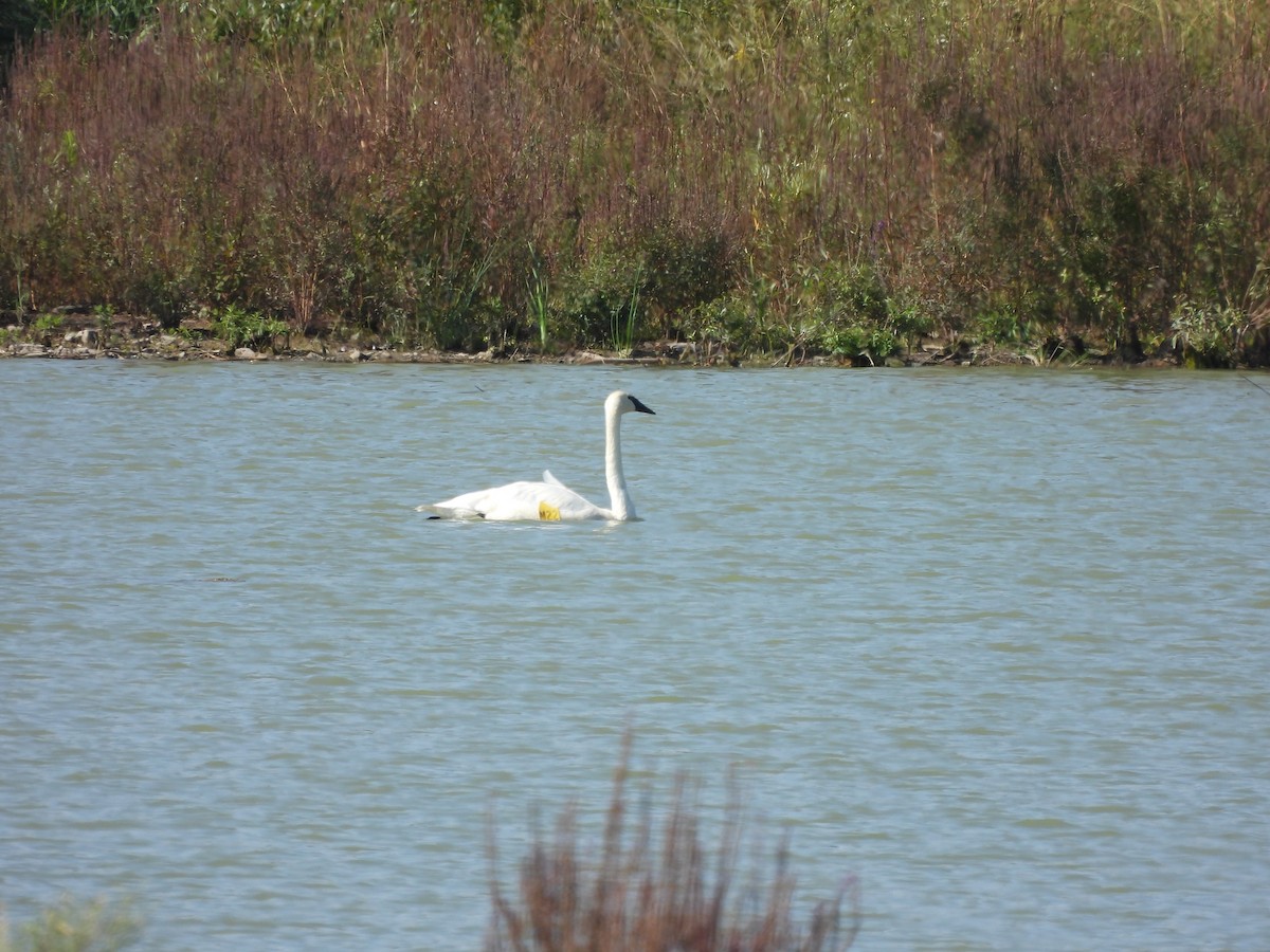Trompeterschwan - ML642282175