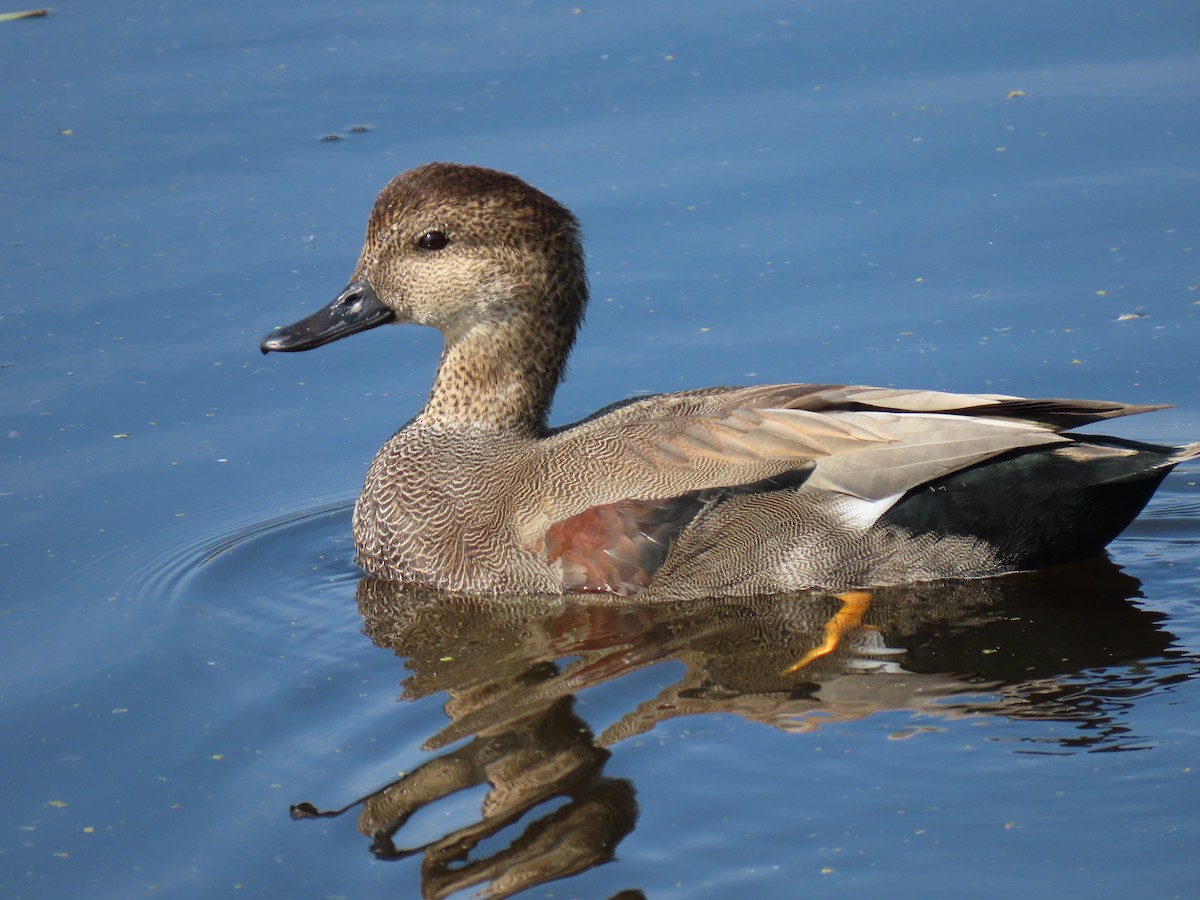 Gadwall - ML642282192