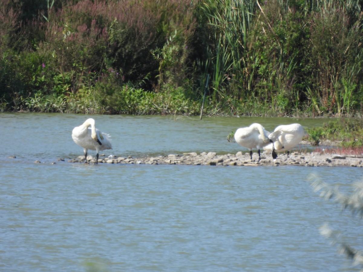 Trompeterschwan - ML642282199
