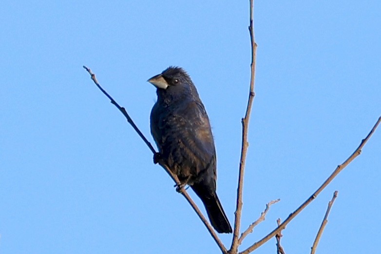 Guiraca bleu - ML642282222
