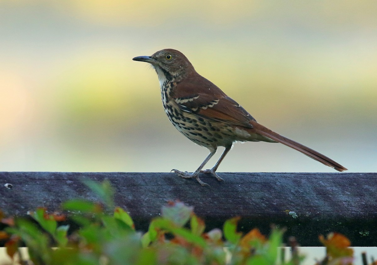 Brown Thrasher - ML642282234